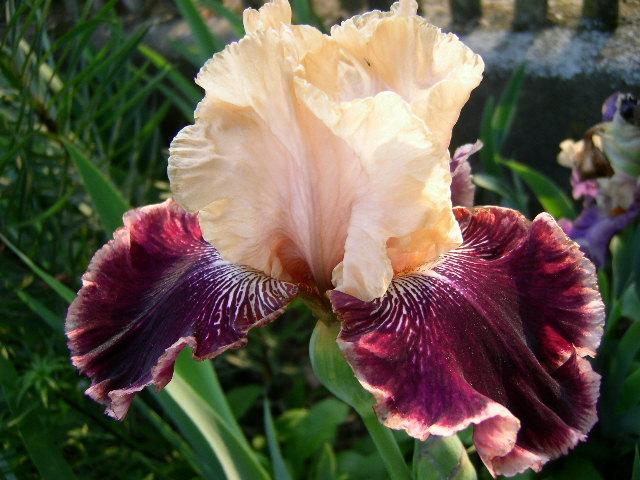 Photo of Tall Bearded Iris (Iris 'Amethyst Dancer') uploaded by Caruso