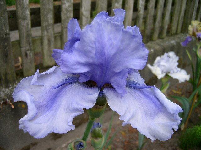 Photo of Tall Bearded Iris (Iris 'Bye Bye Blues') uploaded by Caruso