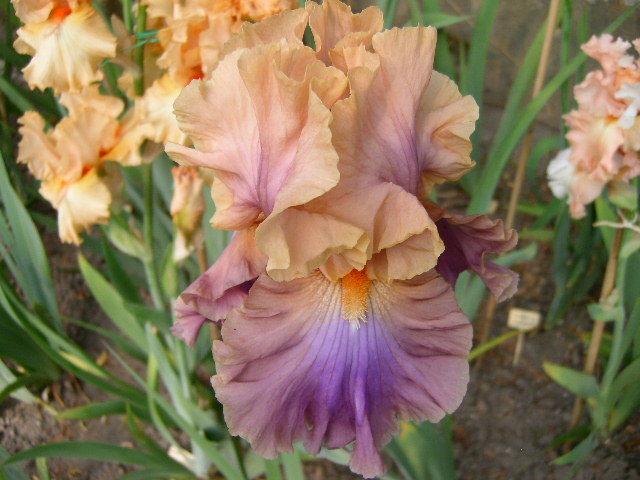 Photo of Tall Bearded Iris (Iris 'Chasing Rainbows') uploaded by Caruso