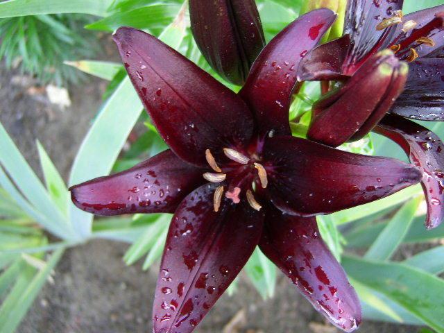 Photo of Lily (Lilium 'Landini') uploaded by Caruso