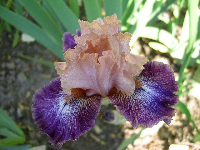 Photo of Intermediate Bearded Iris (Iris 'Flying Circus') uploaded by Caruso