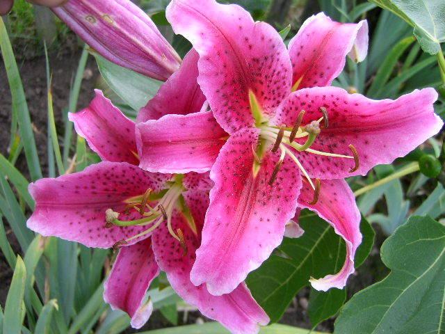 Photo of Oriental Lily (Lilium 'Star Gazer') uploaded by Caruso