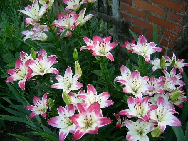 Photo of Lily (Lilium 'Lollypop') uploaded by Caruso