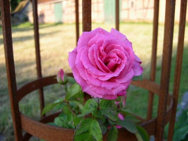 Photo of Rose (Rosa 'Zephirine Drouhin') uploaded by Caruso