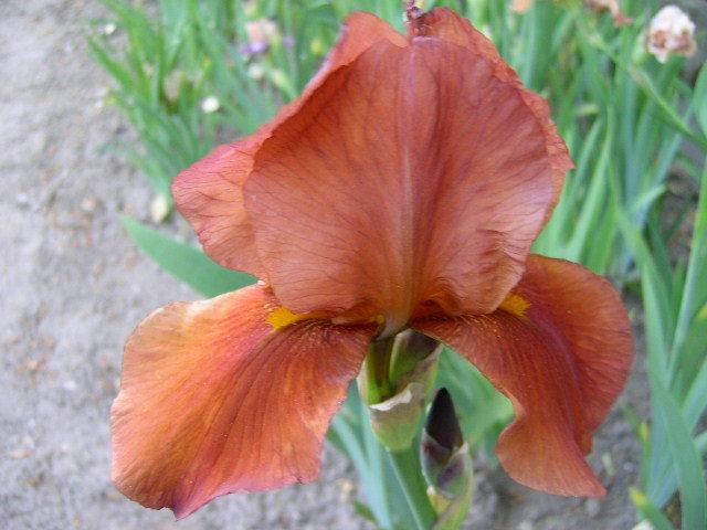 Photo of Tall Bearded Iris (Iris 'Deep Fire') uploaded by Caruso