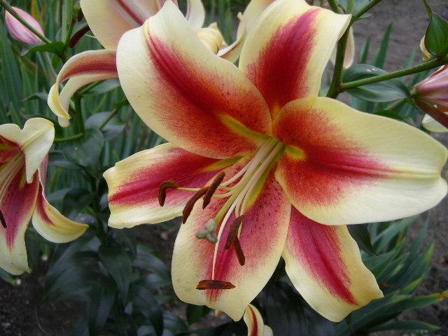Photo of Lily (Lilium 'Shocking') uploaded by Caruso
