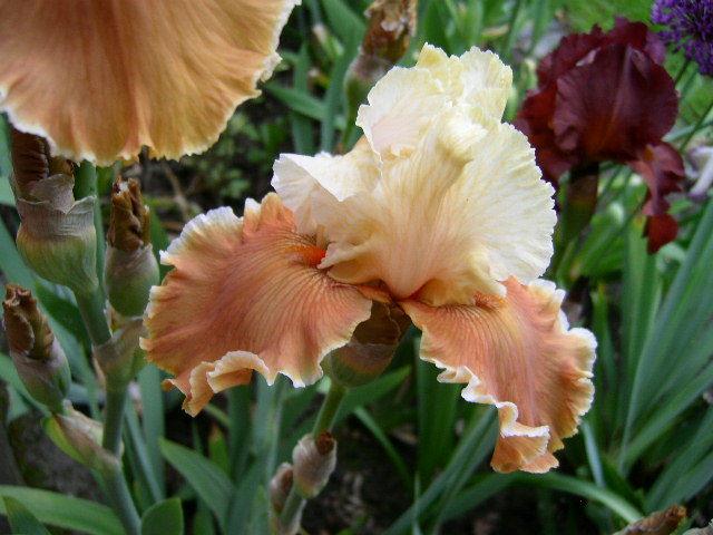 Photo of Tall Bearded Iris (Iris 'English Charm') uploaded by Caruso
