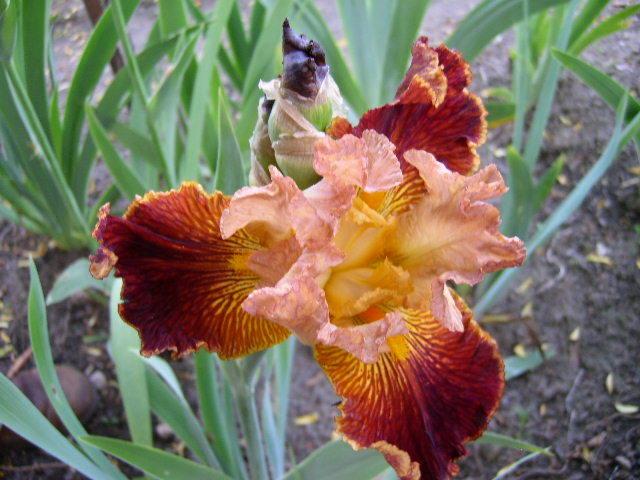 Photo of Tall Bearded Iris (Iris 'Arcimboldo') uploaded by Caruso