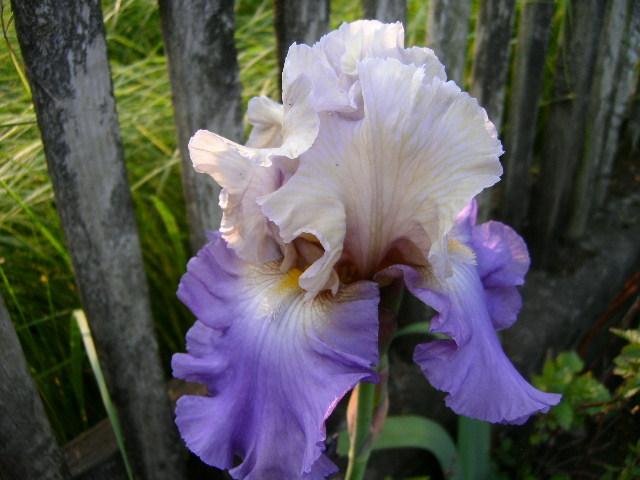 Photo of Tall Bearded Iris (Iris 'Mother Earth') uploaded by Caruso