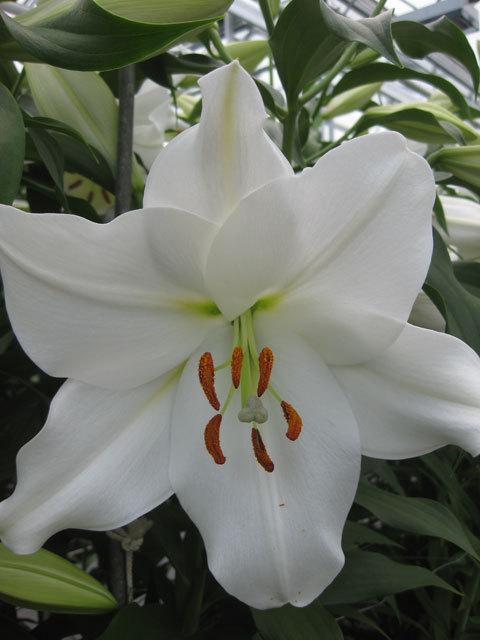 Photo of Lily (Lilium 'Polar') uploaded by Caruso