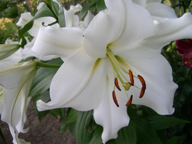 Photo of Lily (Lilium 'Polar') uploaded by Caruso