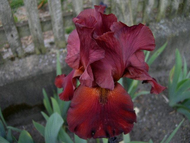 Photo of Tall Bearded Iris (Iris 'Margrave') uploaded by Caruso