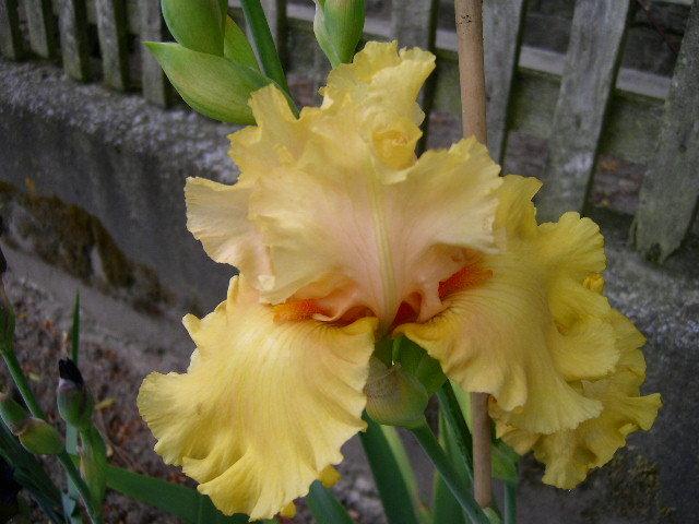 Photo of Tall Bearded Iris (Iris 'Abbondanza') uploaded by Caruso