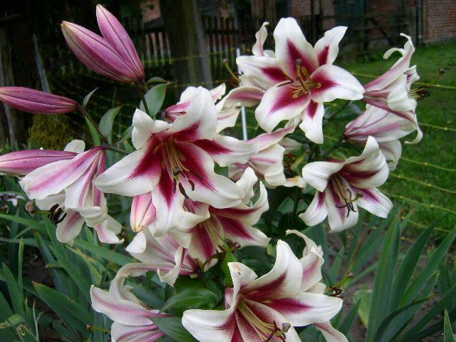 Photo of Lily (Lilium 'Garden Pleasure') uploaded by Caruso