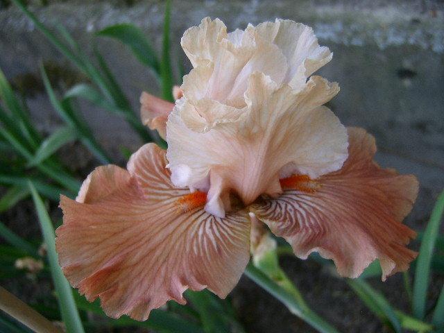 Photo of Tall Bearded Iris (Iris 'Mandarin Morning') uploaded by Caruso