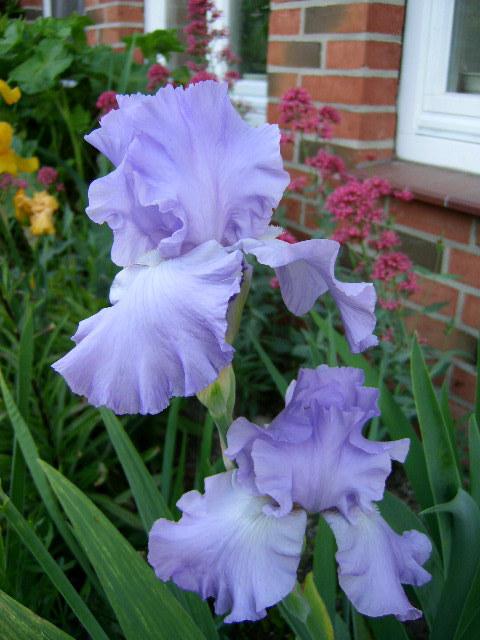 Photo of Tall Bearded Iris (Iris 'Mary Frances') uploaded by Caruso