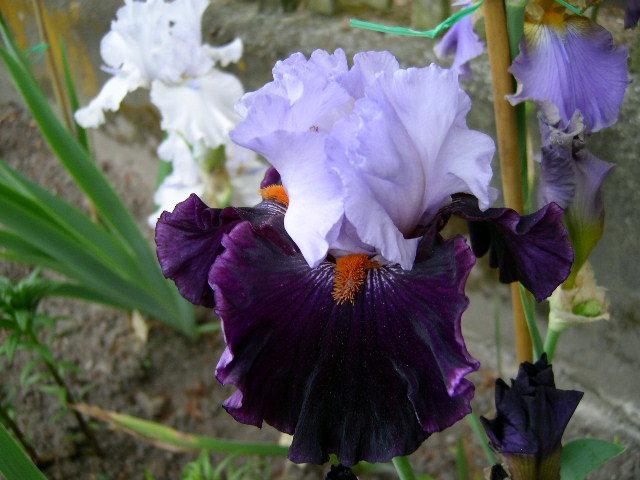 Photo of Tall Bearded Iris (Iris 'Full Figured') uploaded by Caruso