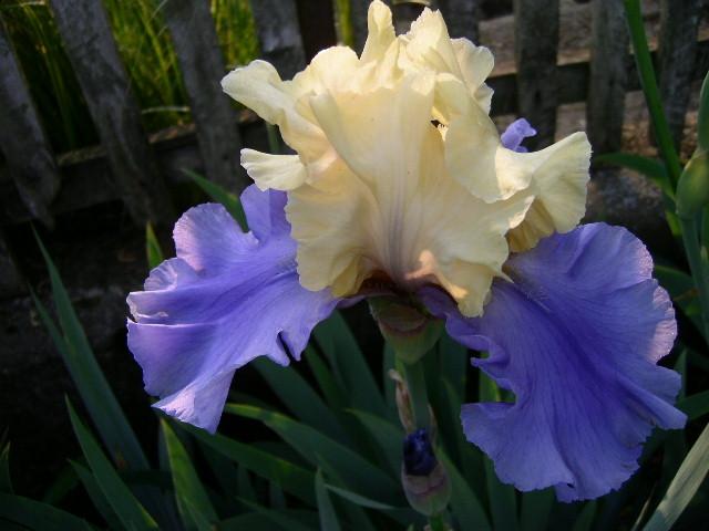 Photo of Tall Bearded Iris (Iris 'Haut les Voiles') uploaded by Caruso