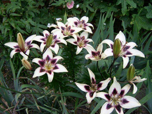 Photo of Lily (Lilium 'Netty's Pride') uploaded by Caruso