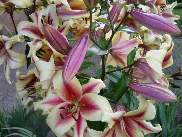 Photo of Lily (Lilium 'Lavon') uploaded by Caruso