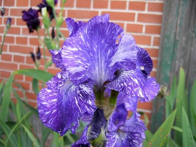 Photo of Border Bearded Iris (Iris 'Batik') uploaded by Caruso