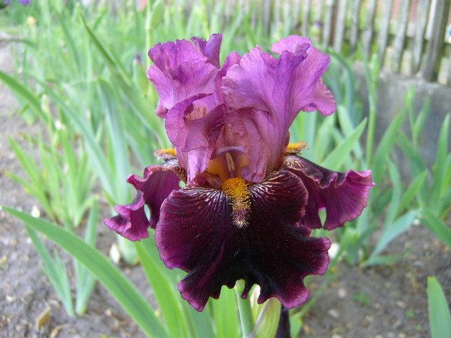 Photo of Border Bearded Iris (Iris 'Autumn Wine') uploaded by Caruso