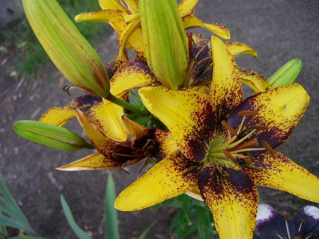 Photo of Lily (Lilium 'Tigerplay') uploaded by Caruso