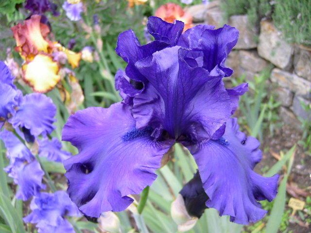 Photo of Tall Bearded Iris (Iris 'Dusky Challenger') uploaded by Caruso