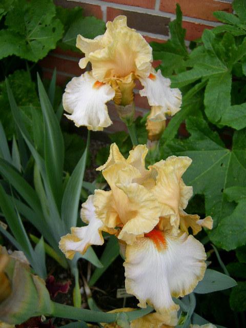 Photo of Tall Bearded Iris (Iris 'Champagne Waltz') uploaded by Caruso