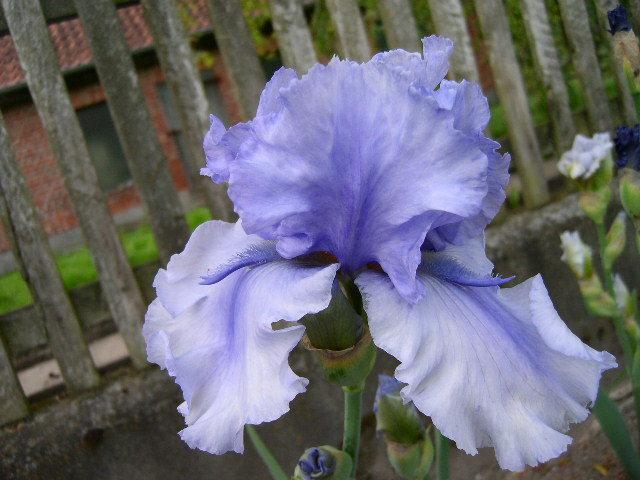 Photo of Tall Bearded Iris (Iris 'Bye Bye Blues') uploaded by Caruso