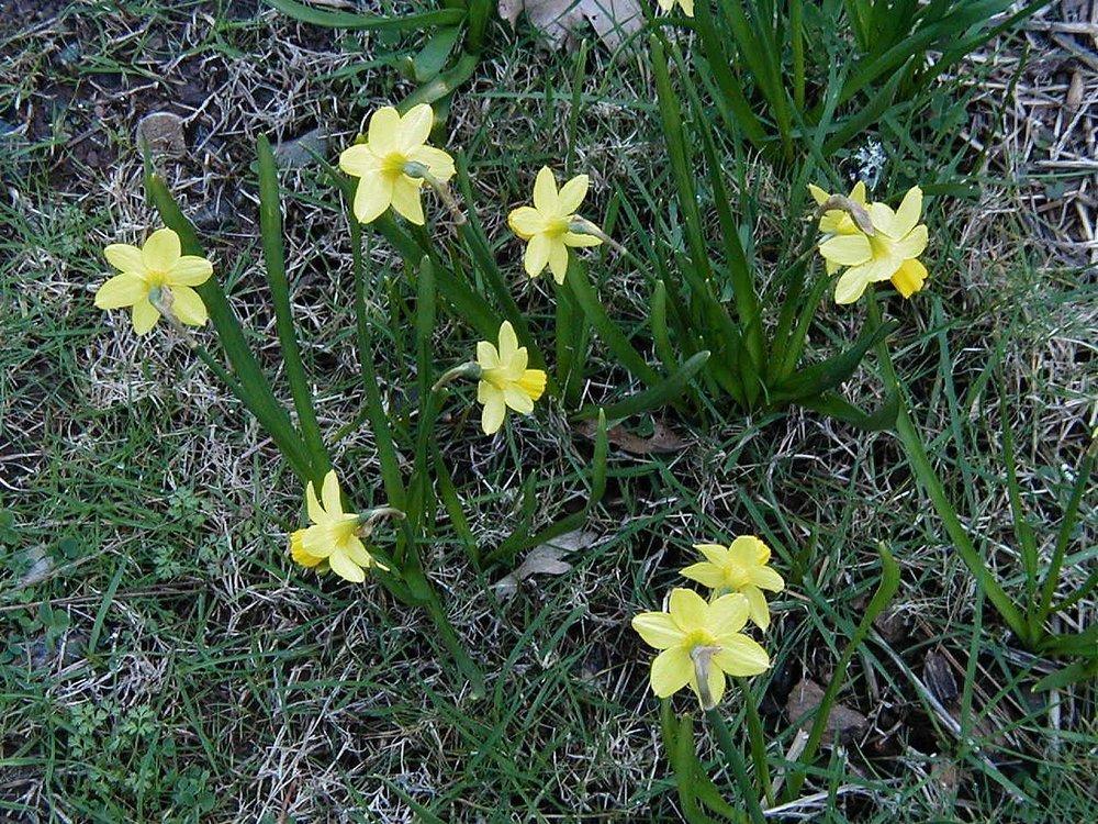 Photo of Daffodil (Narcissus 'Tete-a-Tete') uploaded by RoseBlush1