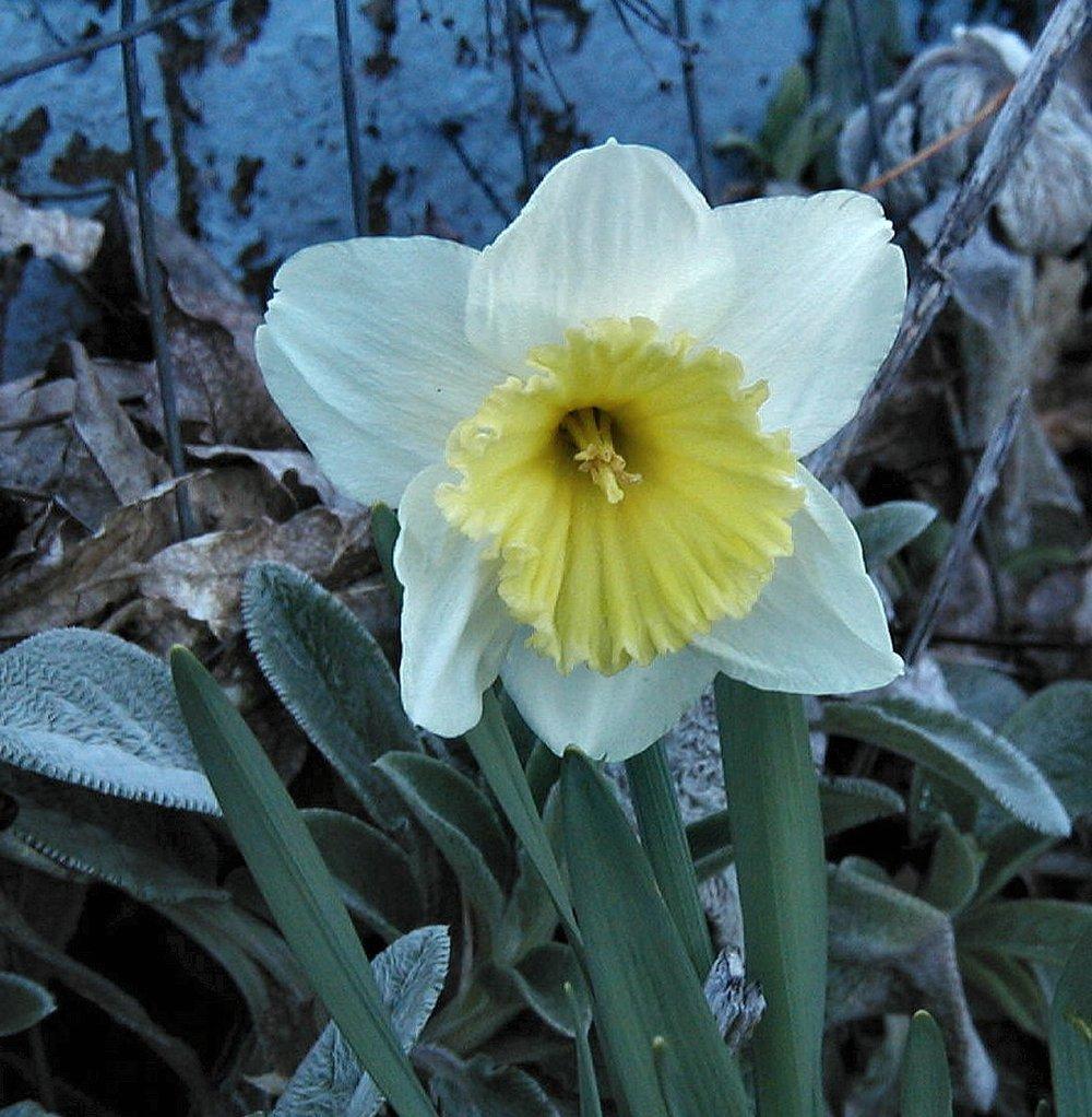 Photo of Large-Cupped Daffodil (Narcissus 'Ice Follies') uploaded by RoseBlush1