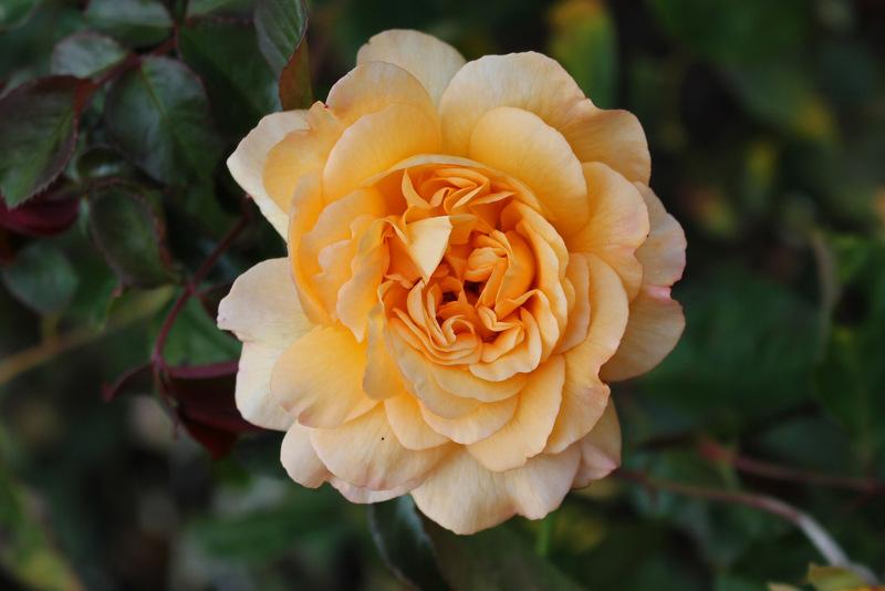 Photo of Hybrid Musk Rose (Rosa 'Buff Beauty') uploaded by RuuddeBlock