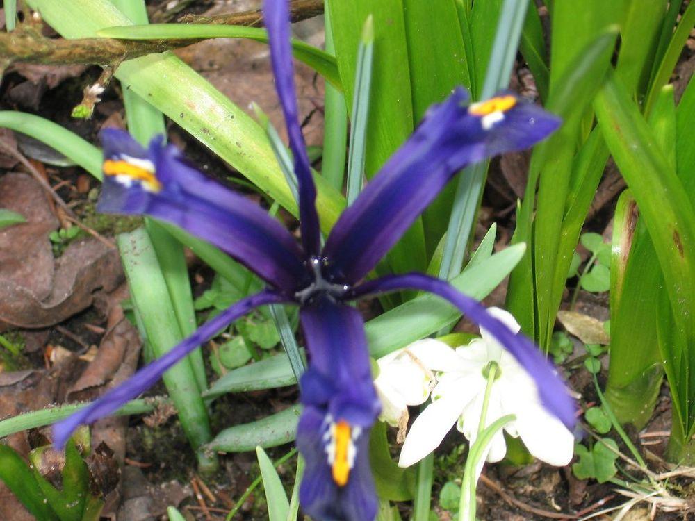 Photo of Reticulated Iris (Iris reticulata) uploaded by Yorkshirelass