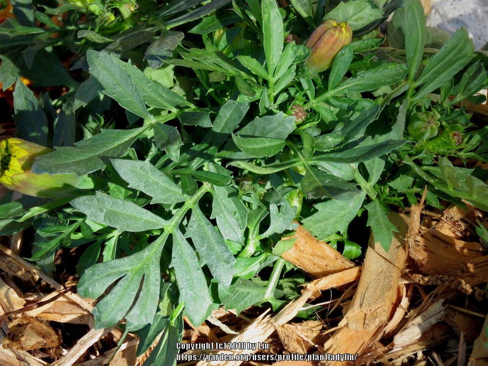 Photo of African Marigold (Tagetes erecta) uploaded by plantladylin