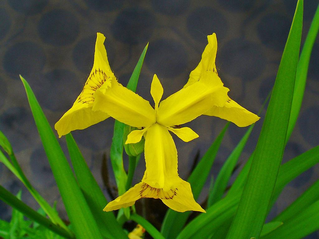 Photo of Yellow Flag (Iris pseudacorus) uploaded by robertduval14