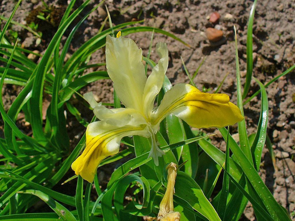Photo of Juno Iris (Iris bucharica) uploaded by robertduval14