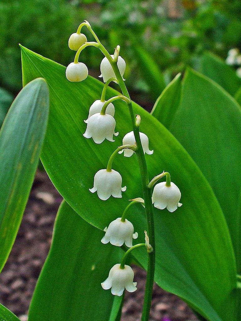 Photo of Lily Of The Valley (Convallaria majalis) uploaded by robertduval14