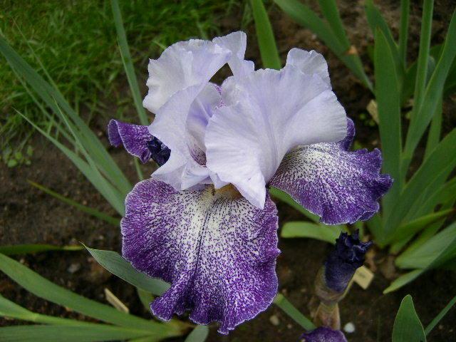 Photo of Tall Bearded Iris (Iris 'Splashacata') uploaded by Caruso