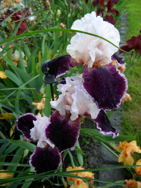 Photo of Tall Bearded Iris (Iris 'Sweeter than Wine') uploaded by Caruso
