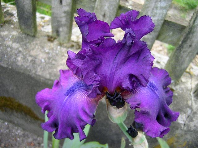 Photo of Tall Bearded Iris (Iris 'Swingtown') uploaded by Caruso