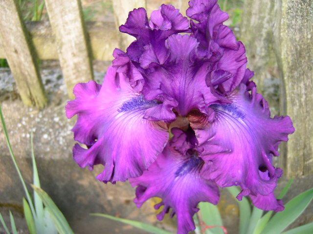 Photo of Tall Bearded Iris (Iris 'Swingtown') uploaded by Caruso