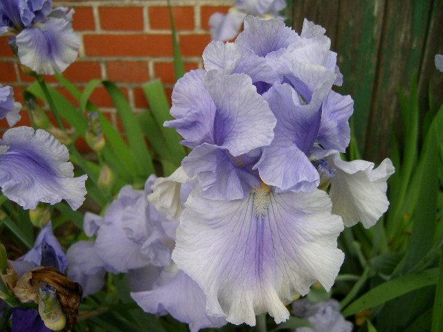Photo of Tall Bearded Iris (Iris 'Olympiad') uploaded by Caruso