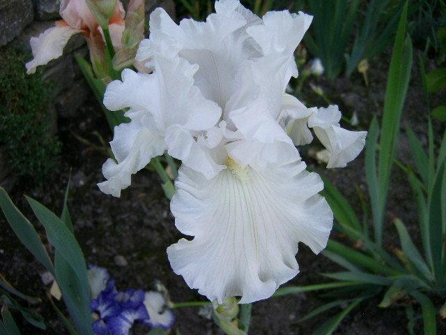 Photo of Tall Bearded Iris (Iris 'Skating Party') uploaded by Caruso