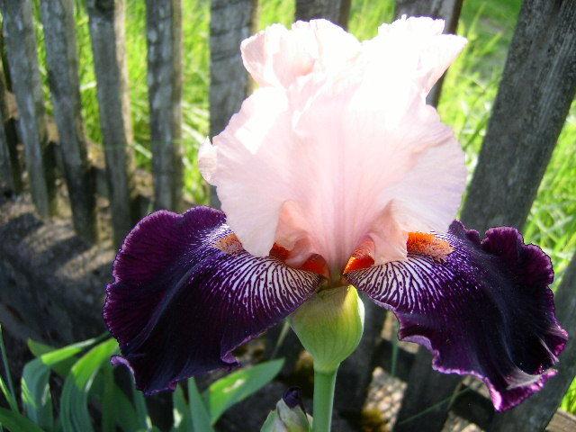Photo of Tall Bearded Iris (Iris 'Wench') uploaded by Caruso