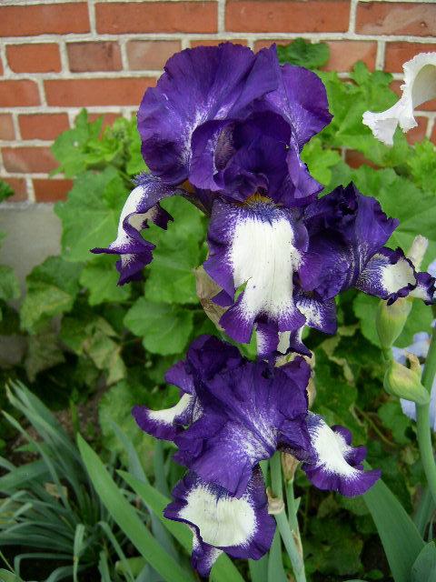 Photo of Tall Bearded Iris (Iris 'Stepping Out') uploaded by Caruso