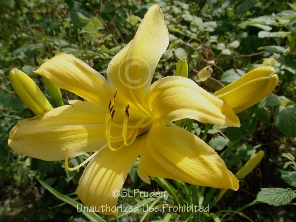 Photo of Daylily (Hemerocallis 'Goldner's Bouquet') uploaded by DaylilySLP