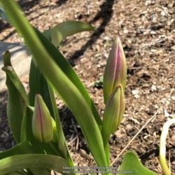 Location: Hamilton Square Garden, Historic City Cemetery, Sacramento CA.
Date: 2018-03-23
Blooms weeks after the look-a-like cultivar of this species tulip