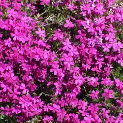 Location: Nora's Garden - Castlegar, B.C.
Date: 2016-05-01
A striking, vibrant pink.