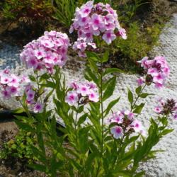 Location: Nora's Garden - Castlegar, B.C.
Date: 2017-07-18
Always blooms well - no mildew.